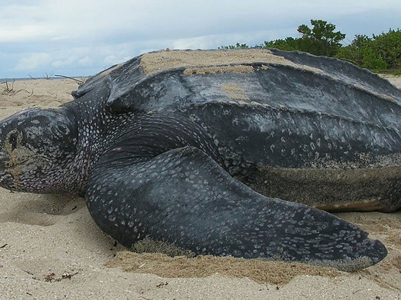 Leatherback  Turtles Spotted