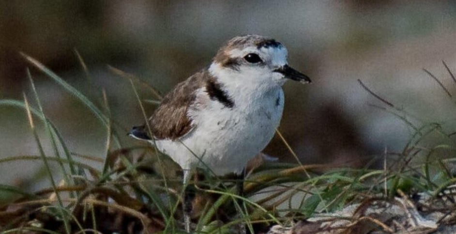 Hanuman Plover