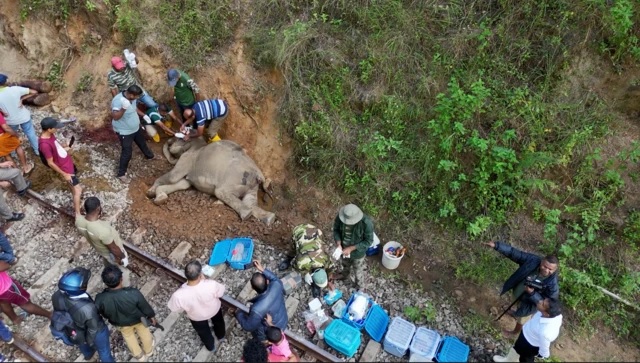 The Heartbreaking Loss of Six Elephants and Two Humans