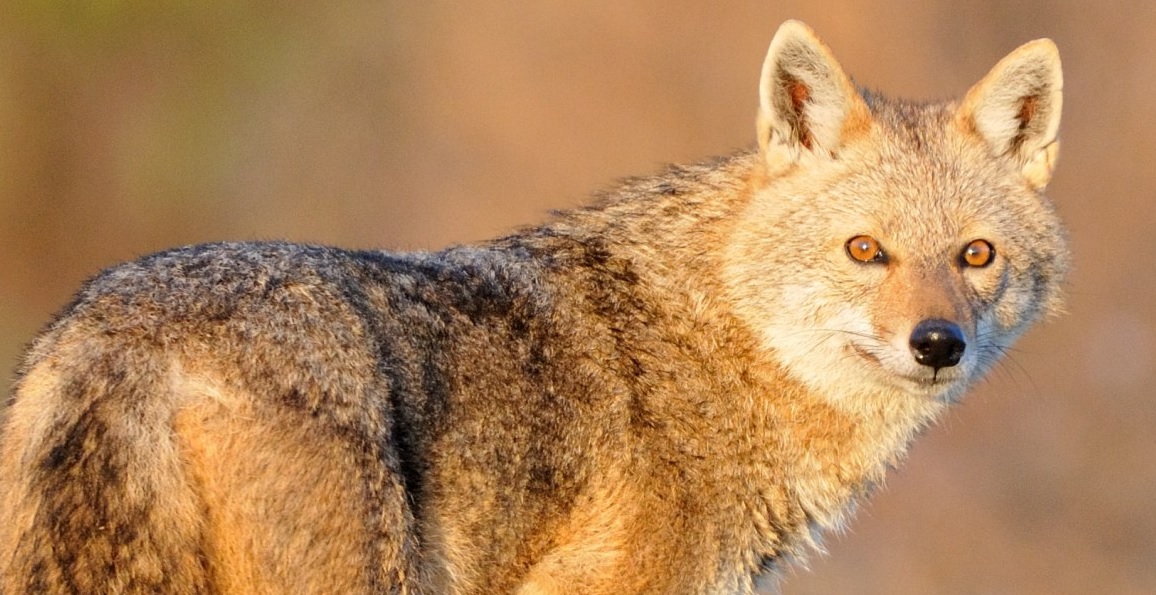 The Golden Jackal Returns: A Reminder from the Wetlands