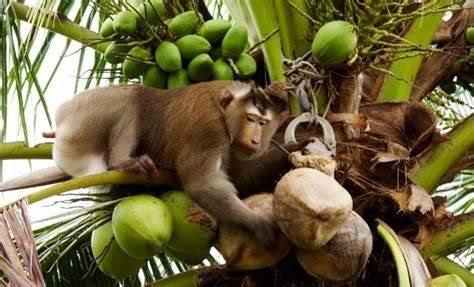 Monkey Census to Begin