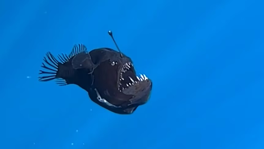 Rare Footage of Black Seadevil Captured in  Canary Islands