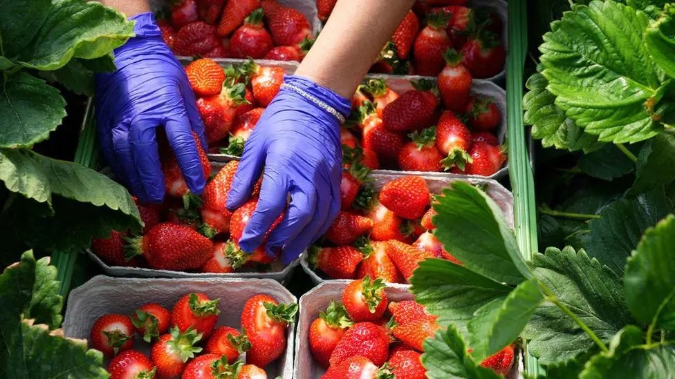 Not So Sweet:  Fruit Picking in the UK