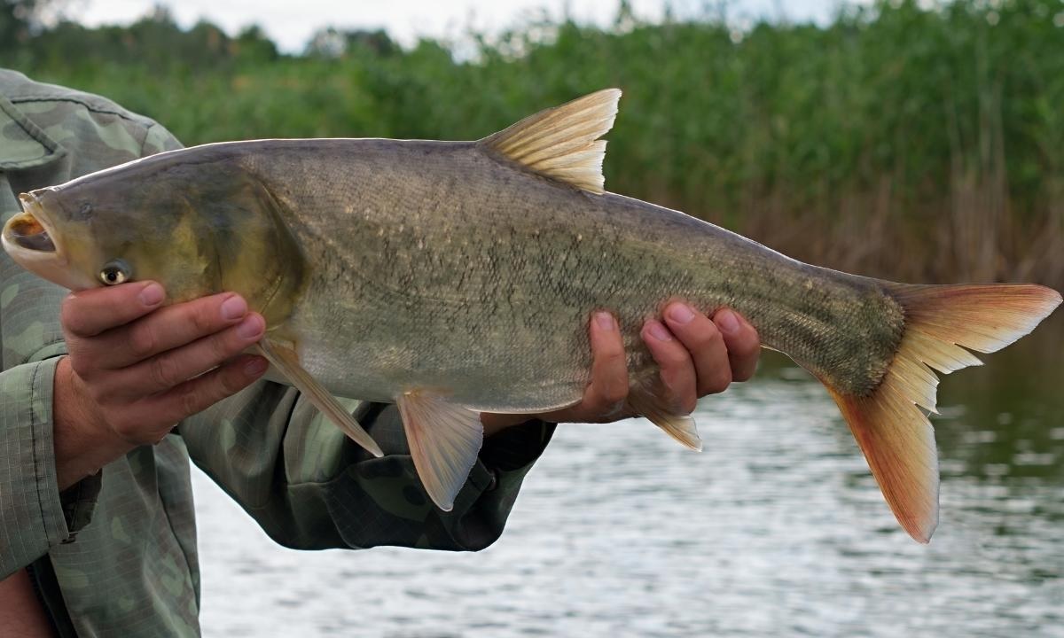 The Asian Carp Invasion Threatens U.S. Waters